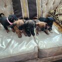 Puppies for sale-2