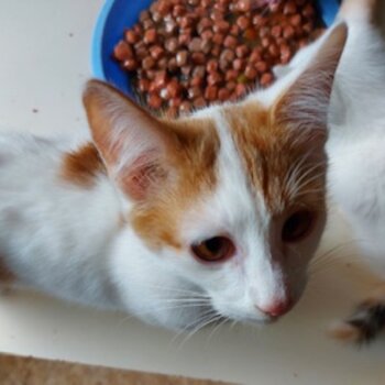 Female Munchkin Kitten.