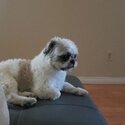 Shih tuz in calgary alberta-1