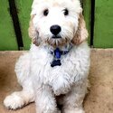 Labradoodle / Retrodoodle puppies-2