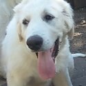 4 months old Great Pyrenees pups -2