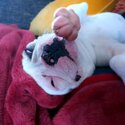 Adorable French bulldog puppy -1