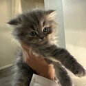 British shorthair X Persian kittens-4