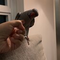 Grey Indian Ringneck Male for sale-1