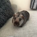 2x Guinea Pigs FREE to a Good Home!-1