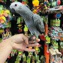 Male &amp; Female Congo African grey parrots-0