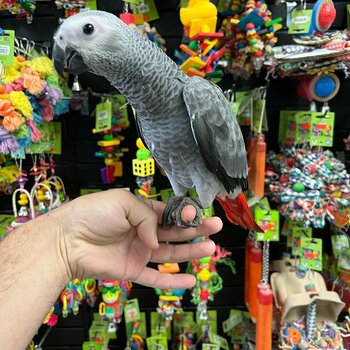 Male & Female Congo African grey parrots