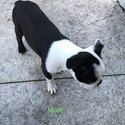 Boston terriers located in Aylmer ON-0