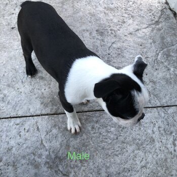 Boston terriers located in Aylmer ON