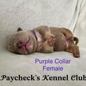 American POCKET Bullies! Top quality bloodlines!!!-3