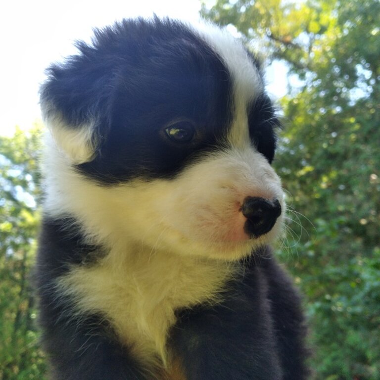 Purebred Border Collie Puppies Ready for adoption August 16