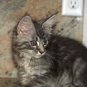 kitten in need of loving home-1