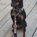 4 yr miniature pinscher female $1500.00-0