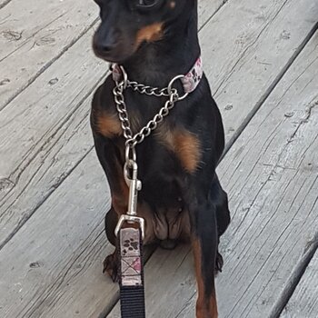 4 yr miniature pinscher female $1500.00