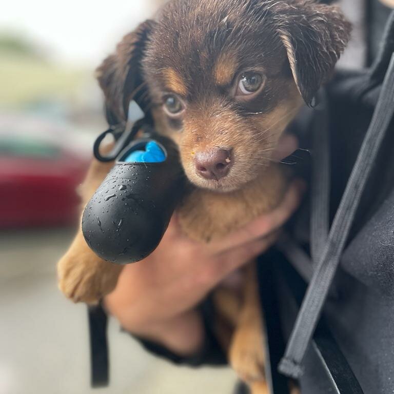 Queen Elizabeth Pocket Beagle