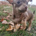 Small Chihuahua ready for adoption -3