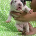 American Bully puppy for sale-5