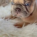 Puppies french bulldog -0