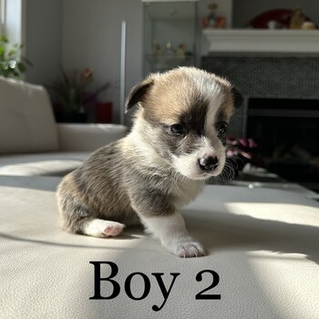 Purebred Pembroke Welsh Corgi Puppies