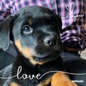 Purebred Rottweiler Puppies ready to go to their forever home -2