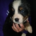 Bernese Mountain puppies for sale-2