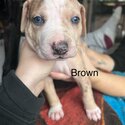  Catahoula Leopard Hound Puppies-4