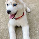 Top Quality Siberian Husky Puppies-1