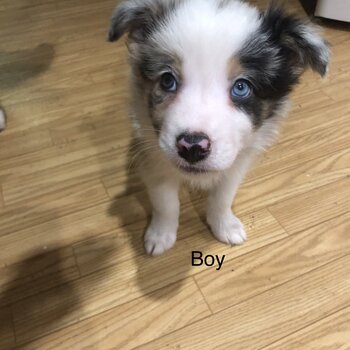 Border collie puppies 