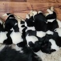 BEAUTIFUL CUTE AMAZING NEWFOUNDLAND LANDSEER PUPPIES-1