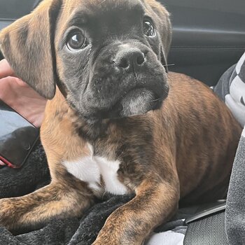 Boxer puppy