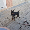 4 yr miniature pinscher female $1500.00-5