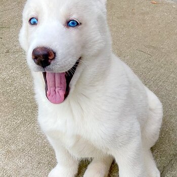 Top Quality Siberian Husky Puppies