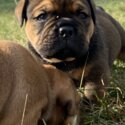 Beautiful Olde English Bulldogges-2