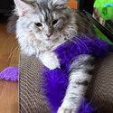 Gorgeous, sweet and gentle Maine coon. Female. Meet Muffin.-1