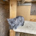 Maine coon kittens -4