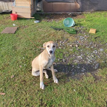 Puppy greyhound mixed 