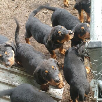 Purebred Rottweiler Puppies