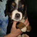 Bernese Mountain puppies for sale-5