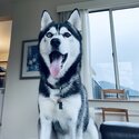 Beautiful kind Siberian Husky -3