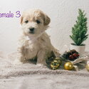 Poochon Shihtzu Cross Puppies-3