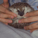 Selling my hedgehog Milo-0