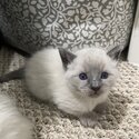 Blue point Siamese kittens-1