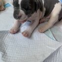 American Bully puppy for sale-4