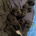 American Labrador Retriever Puppies For Sale -5