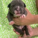 American Bully puppy for sale-2