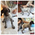 German Shorthaired Pointers for sale -3