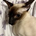 Chocolate Point Wedge Head Siamese Kitten / Cat-1