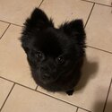 Female Black Pomeranian -0