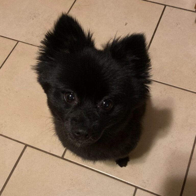 Female Black Pomeranian 