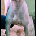 PUREBRED REGISTERED DOGO ARGENTINO PUPS-0